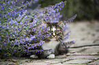 Norwegian Forest Cat