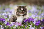 Norwegian Forest Cat