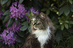 Norwegian Forest Cat