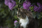 Norwegian Forest Cat