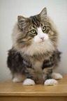 Norwegian Forest Cat