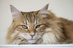 Norwegian Forest Cat