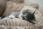 Norwegian Forest Cat