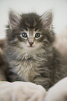 Norwegian Forest Cat