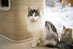 Norwegian Forest Cat