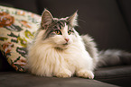 Norwegian Forest Cat