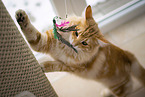Norwegian Forest Cat
