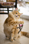 Norwegian Forest Cat