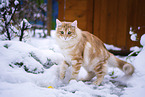 Norwegian Forest Cat