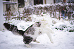 Norwegian Forest Cat