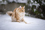 Norwegian Forest Cat