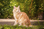 Norwegian Forest Cat