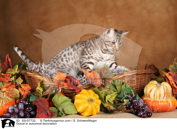 Ocicat in Herbstdeko / Ocicat in autumnal decoration / SS-07732