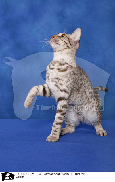 Ocicat / Ocicat / RR-12224
