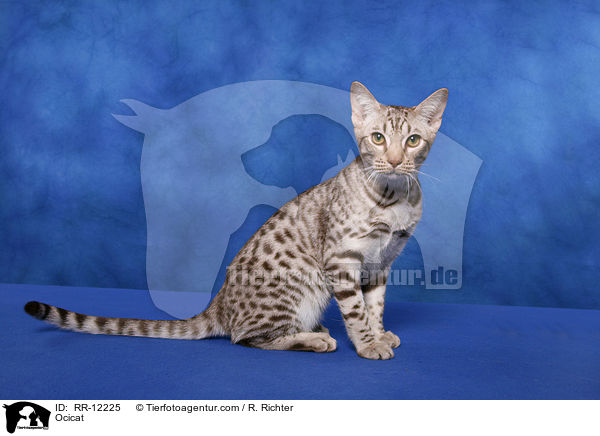 Ocicat / Ocicat / RR-12225