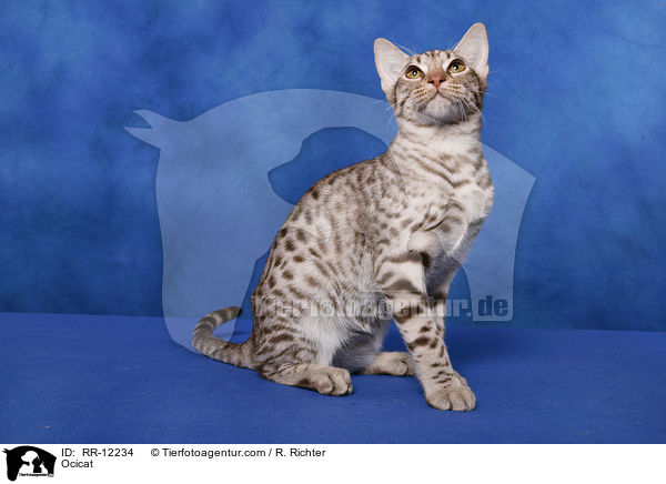 Ocicat / Ocicat / RR-12234