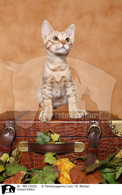 Ocicat Kitten / Ocicat Kitten / RR-15022