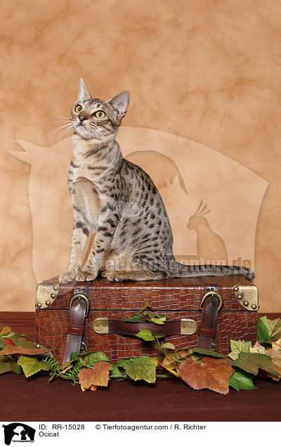 Ocicat / Ocicat / RR-15028