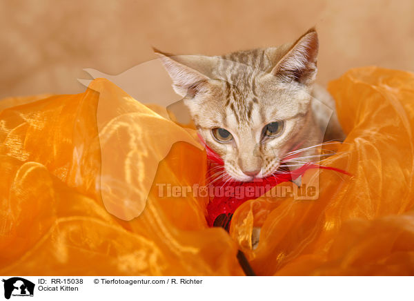 Ocicat Kitten / Ocicat Kitten / RR-15038