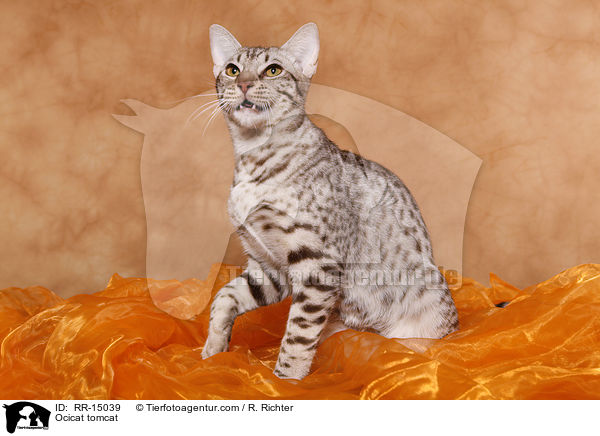 Ocicat Kater / Ocicat tomcat / RR-15039
