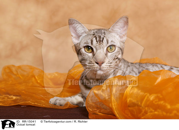 Ocicat Kater / Ocicat tomcat / RR-15041