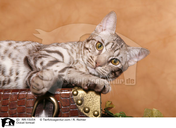 Ocicat Kater / Ocicat tomcat / RR-15054