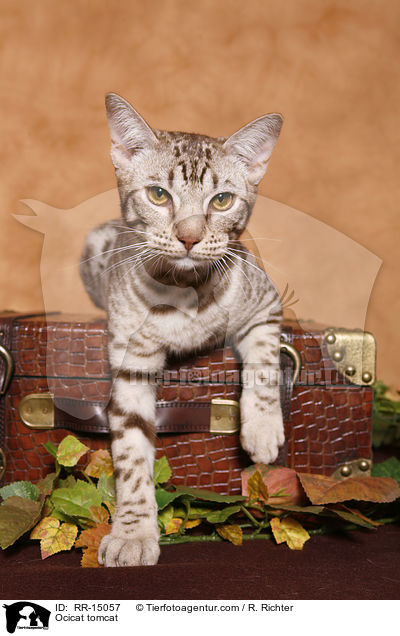 Ocicat Kater / Ocicat tomcat / RR-15057