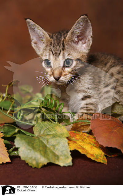 Ocicat Ktzchen / Ocicat Kitten / RR-15100