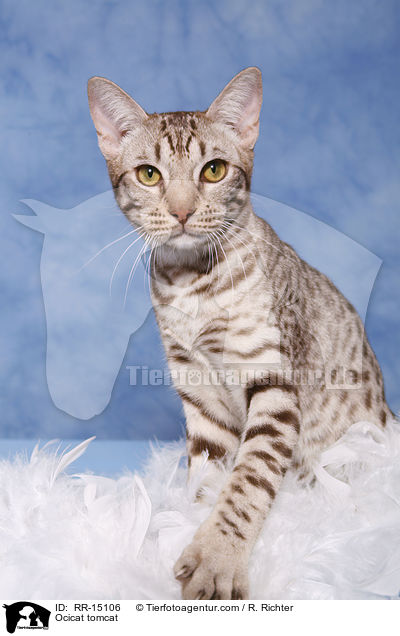 Ocicat Kater / Ocicat tomcat / RR-15106