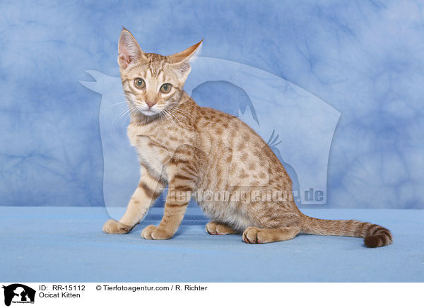 Ocicat Kitten / Ocicat Kitten / RR-15112