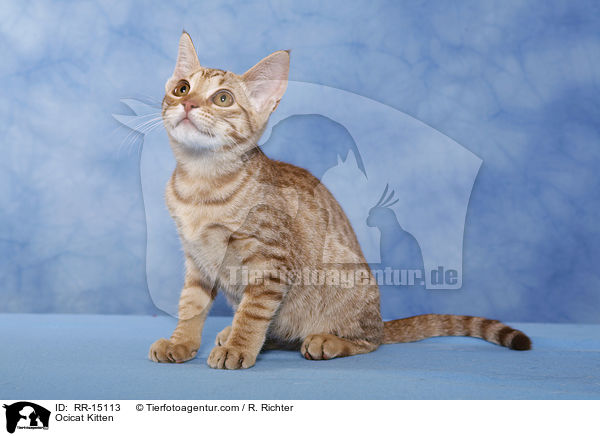 Ocicat Kitten / Ocicat Kitten / RR-15113