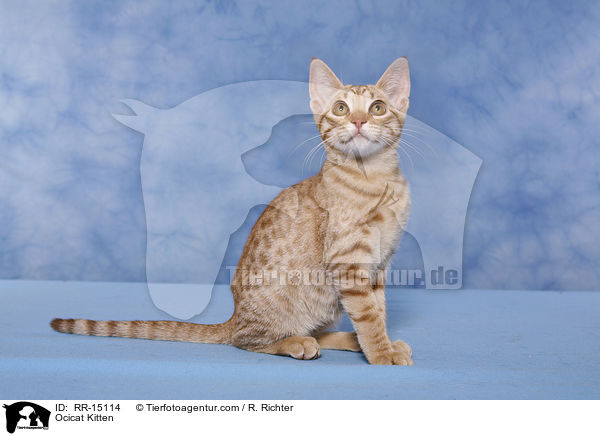 Ocicat Kitten / Ocicat Kitten / RR-15114