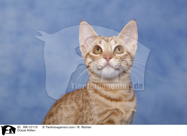 Ocicat Kitten / Ocicat Kitten / RR-15115