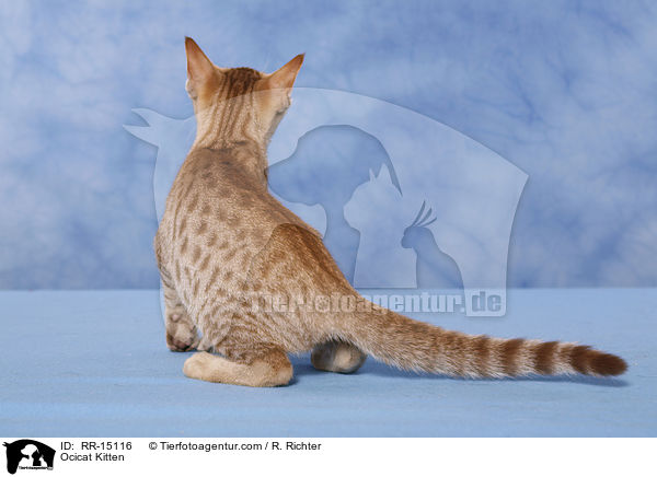 Ocicat Kitten / Ocicat Kitten / RR-15116