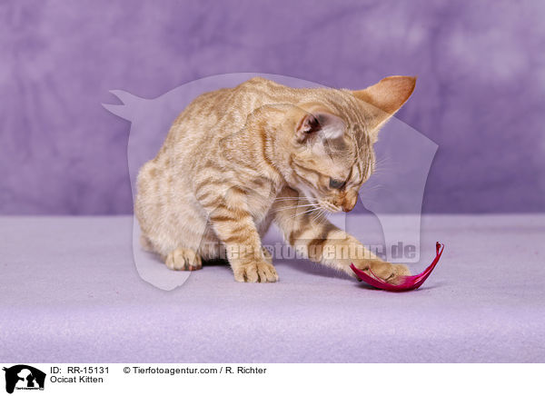 Ocicat Kitten / Ocicat Kitten / RR-15131