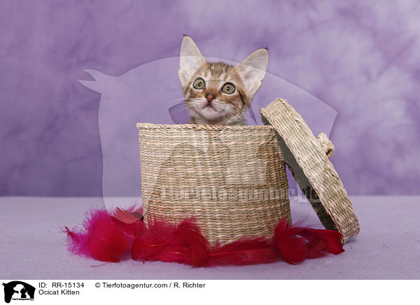 Ocicat Kitten / Ocicat Kitten / RR-15134