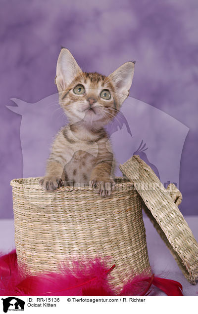 Ocicat Kitten / Ocicat Kitten / RR-15136
