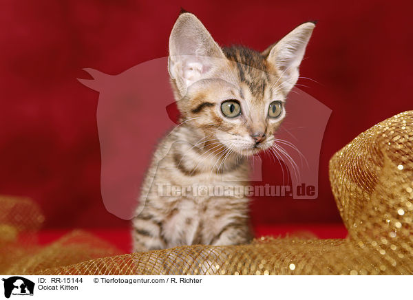 Ocicat Kitten / Ocicat Kitten / RR-15144
