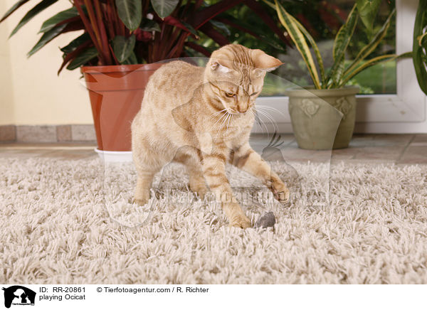 spielende Ocicat / playing Ocicat / RR-20861
