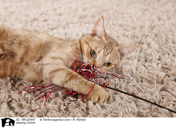 spielende Ocicat / playing Ocicat / RR-20867