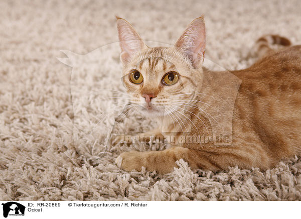 Ocicat / Ocicat / RR-20869