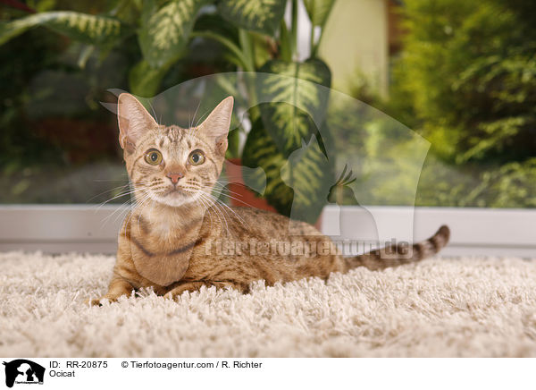 Ocicat / Ocicat / RR-20875