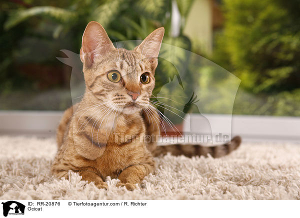 Ocicat / Ocicat / RR-20876