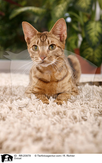 Ocicat / Ocicat / RR-20878