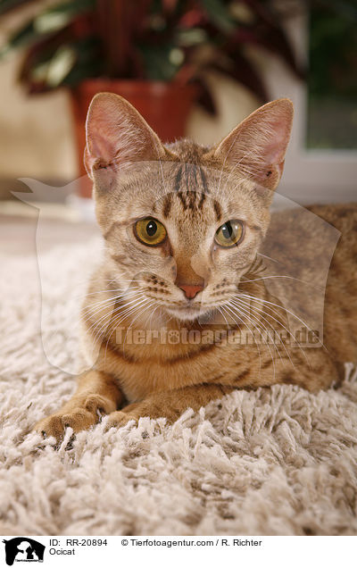 Ocicat / Ocicat / RR-20894