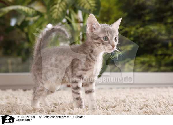 Ocicat kitten / RR-20898