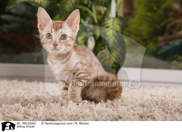 sitting Ocicat / RR-20901