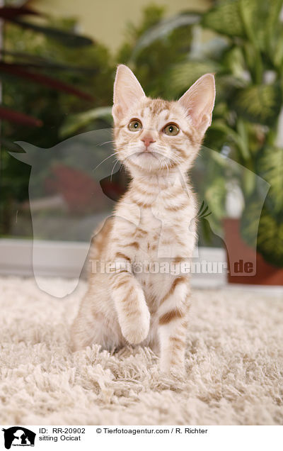 sitting Ocicat / RR-20902