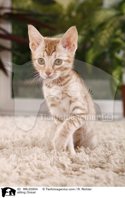 sitting Ocicat / RR-20904