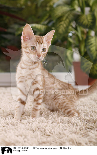 sitting Ocicat / RR-20905